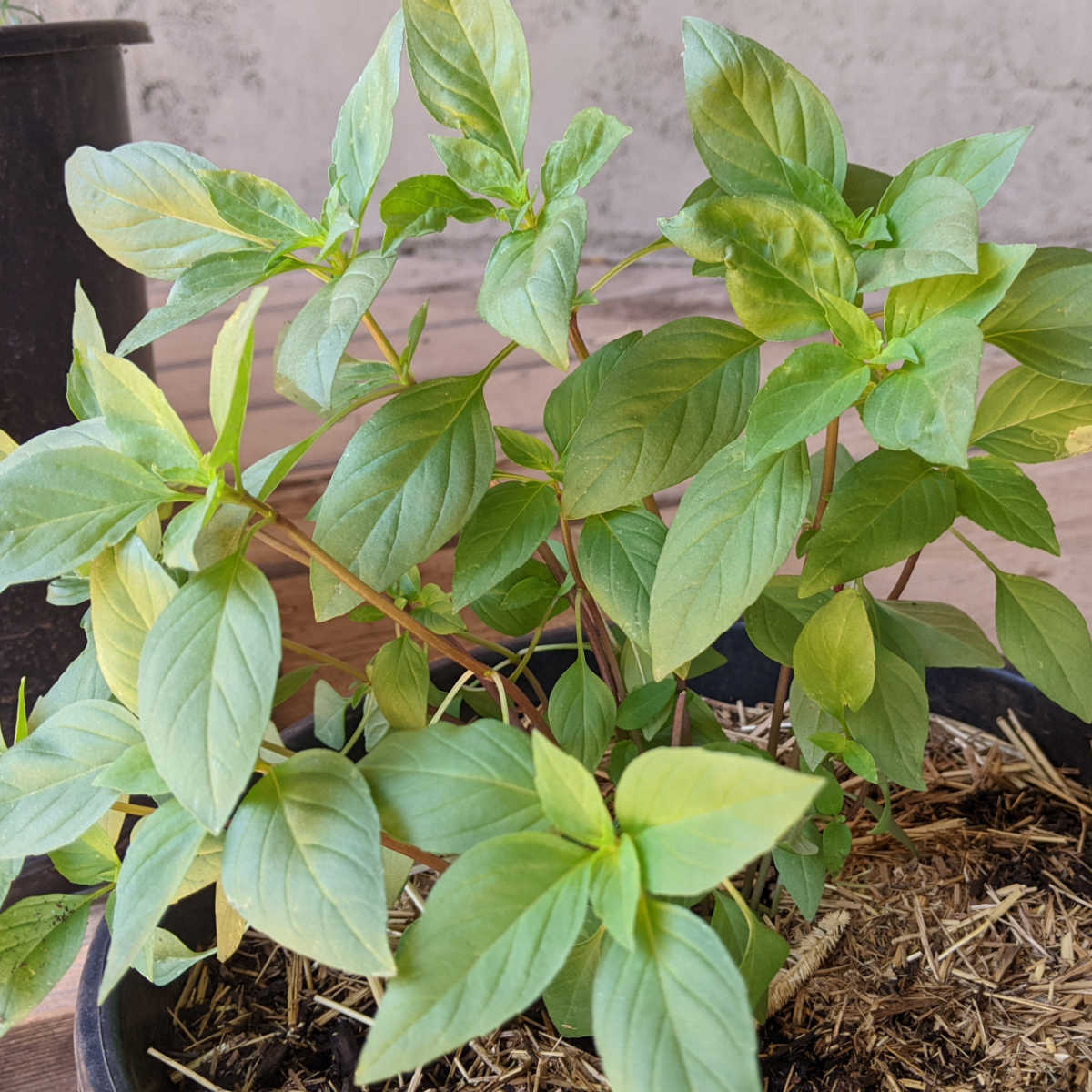 siam queen thai basil