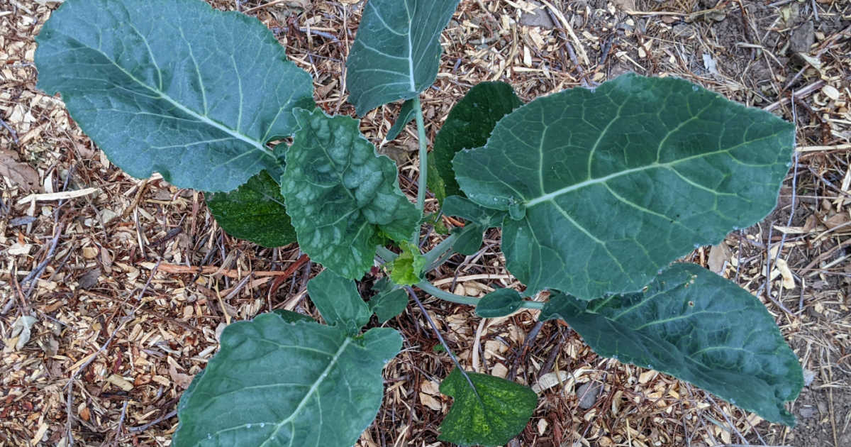 tree collards growing in garden