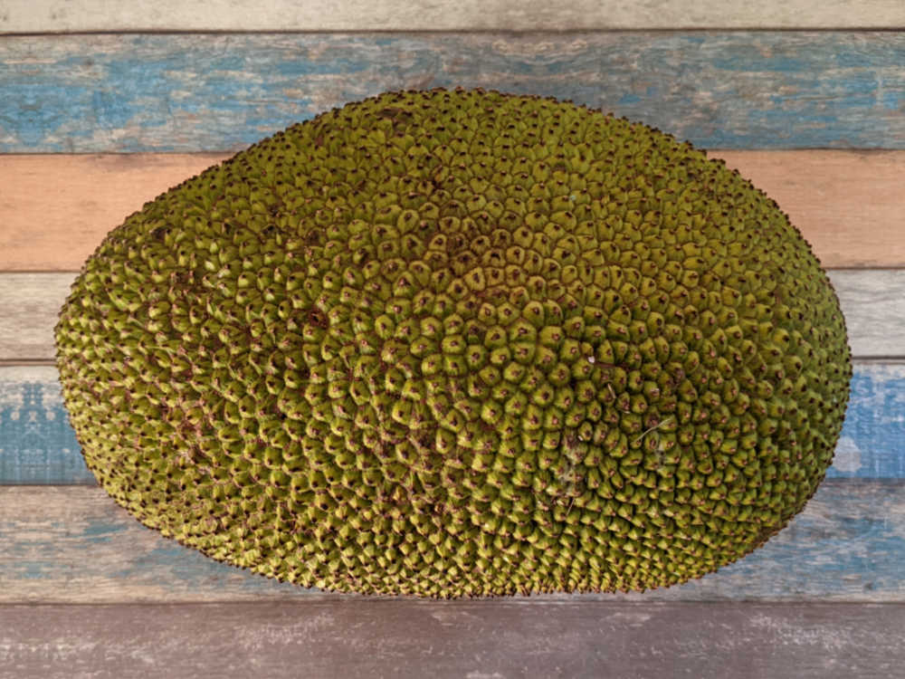 fresh whole jackfruit