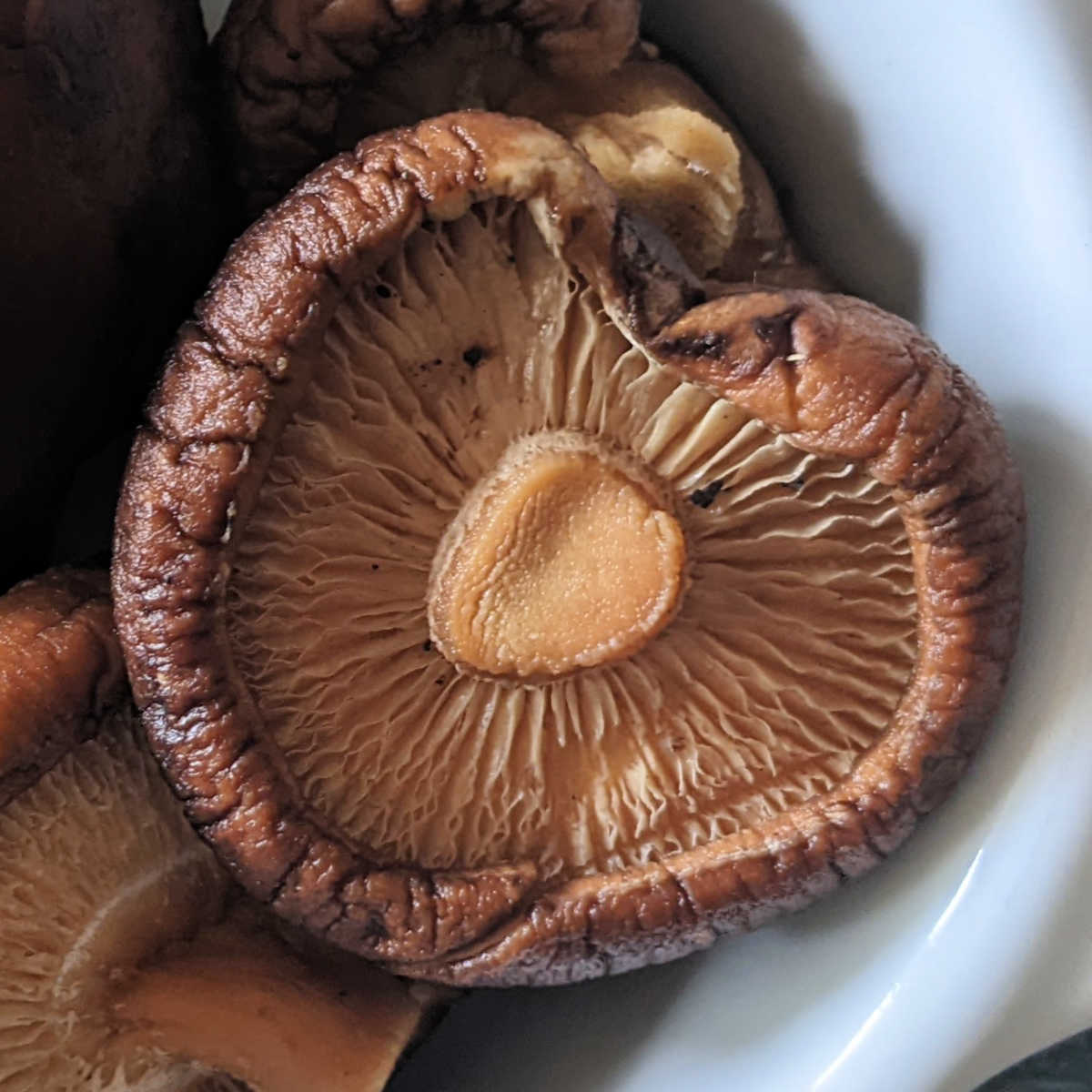 shitake mushroom
