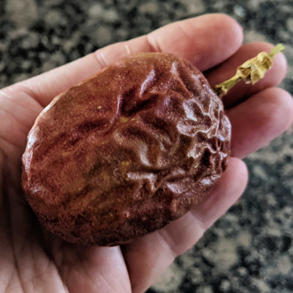 wrinkled federick passion fruit