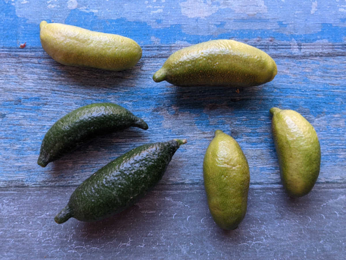 6 finger limes