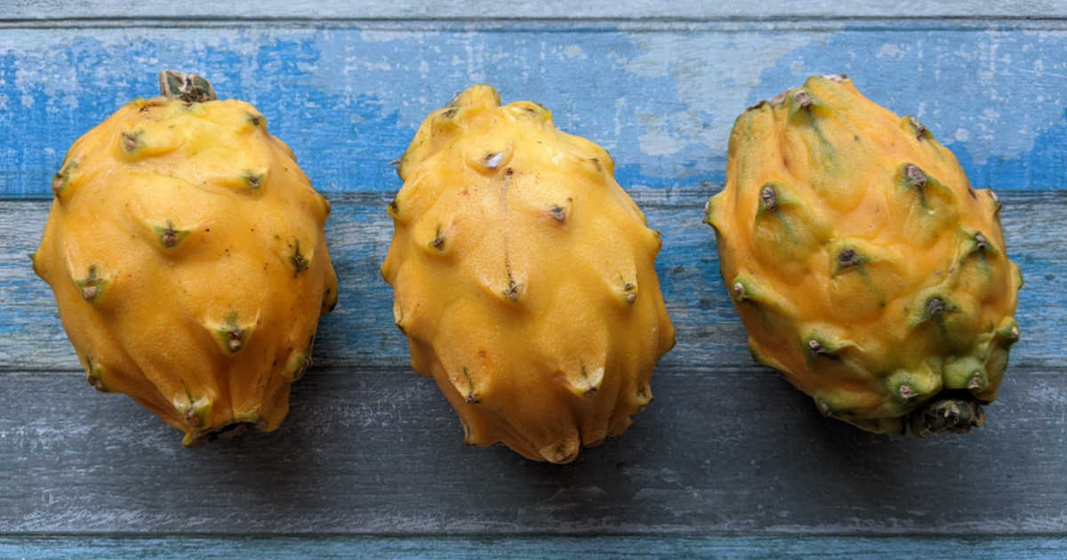 megalanthus yellow dragon fruit