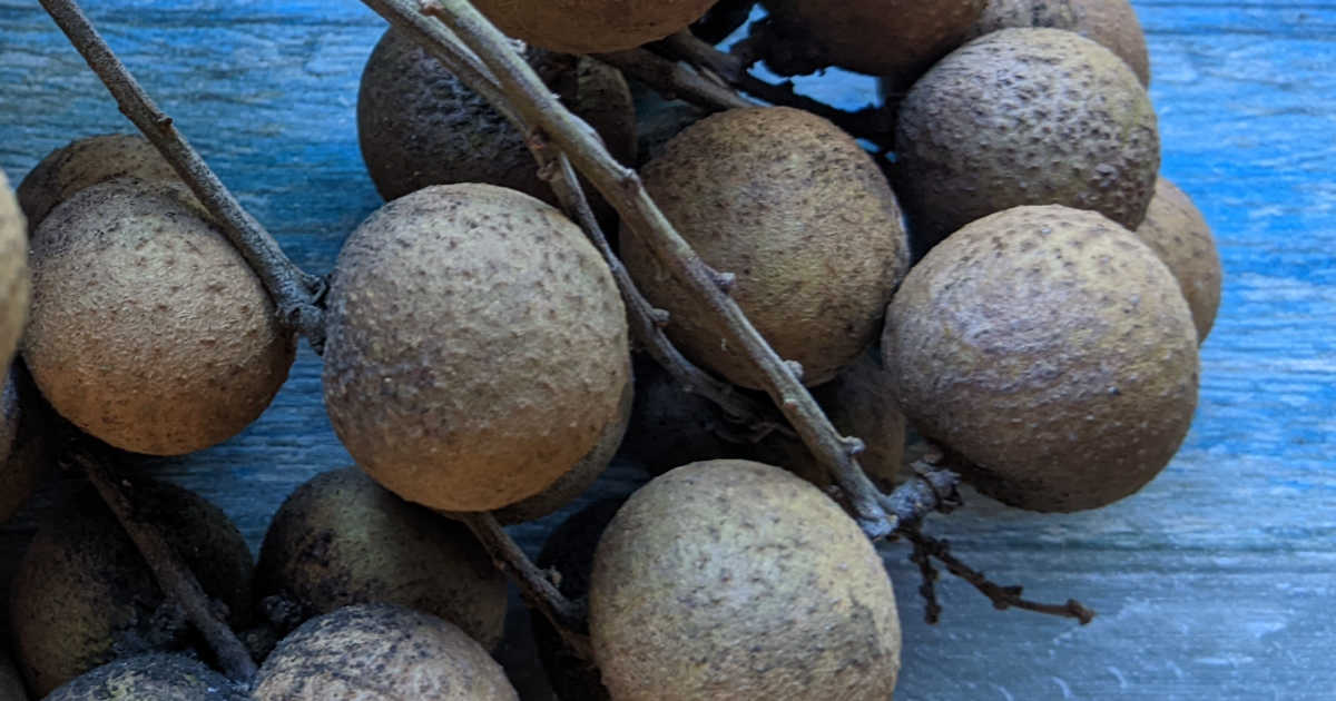 on the branch longan fruit