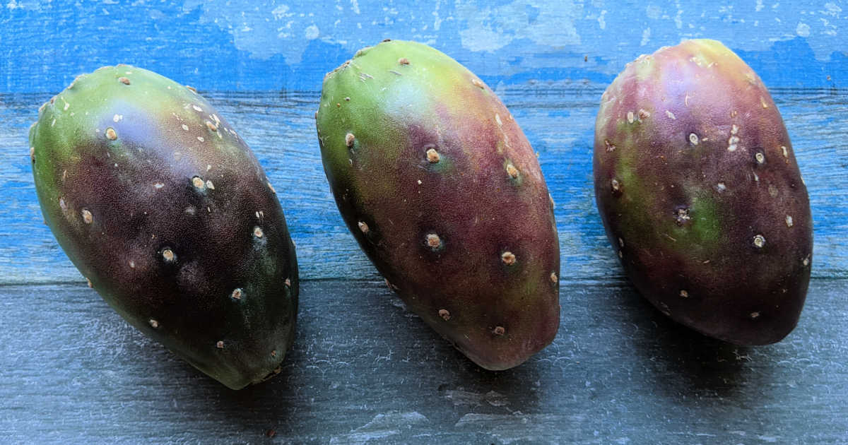 prickly pear cactus fruit