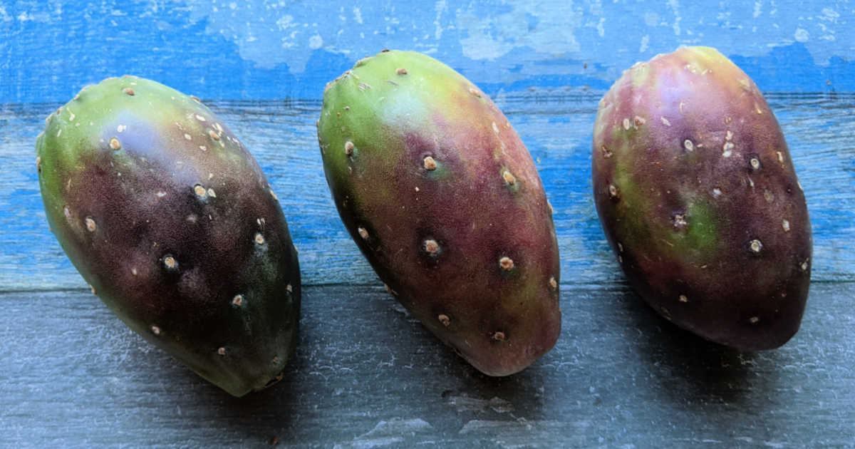 row of 3 prickly pear cactus fruit