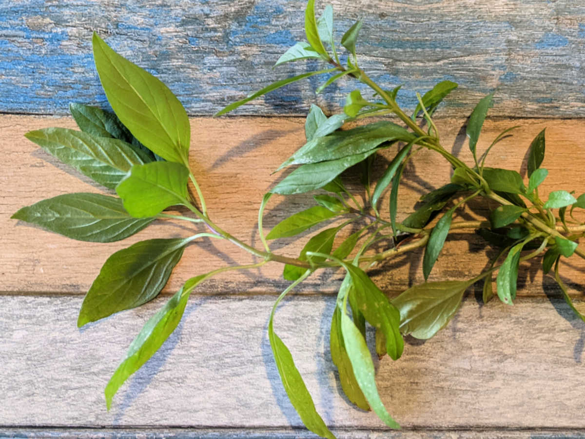 bunches of thai basil