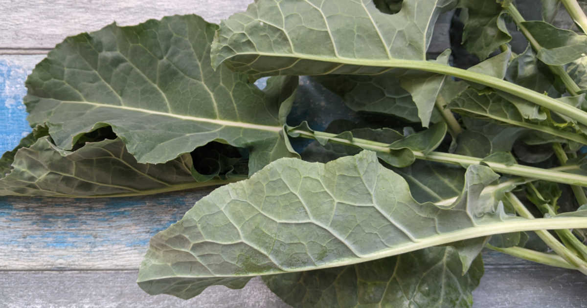 homegrown collard greens