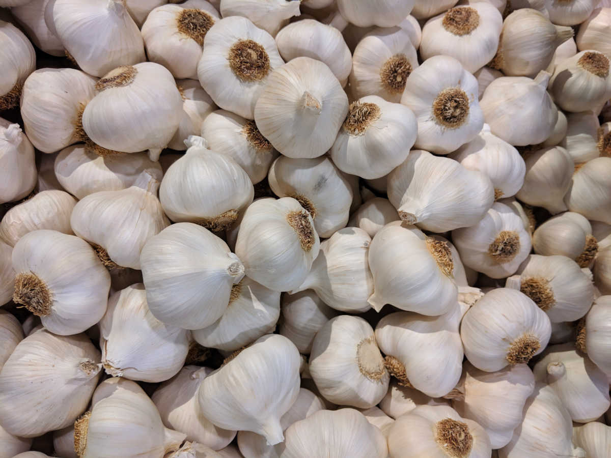 many garlic bulbs