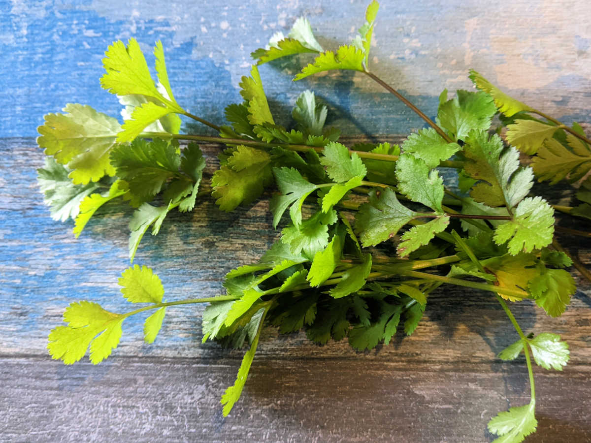 bunch of cilantro from the garden