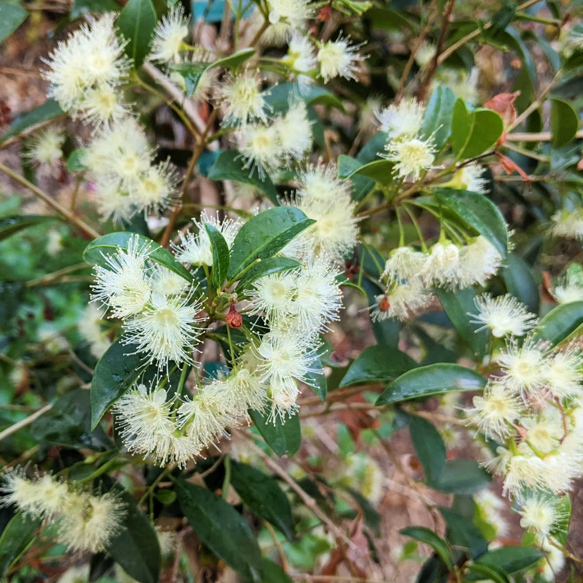 flowering lilly pilly tree