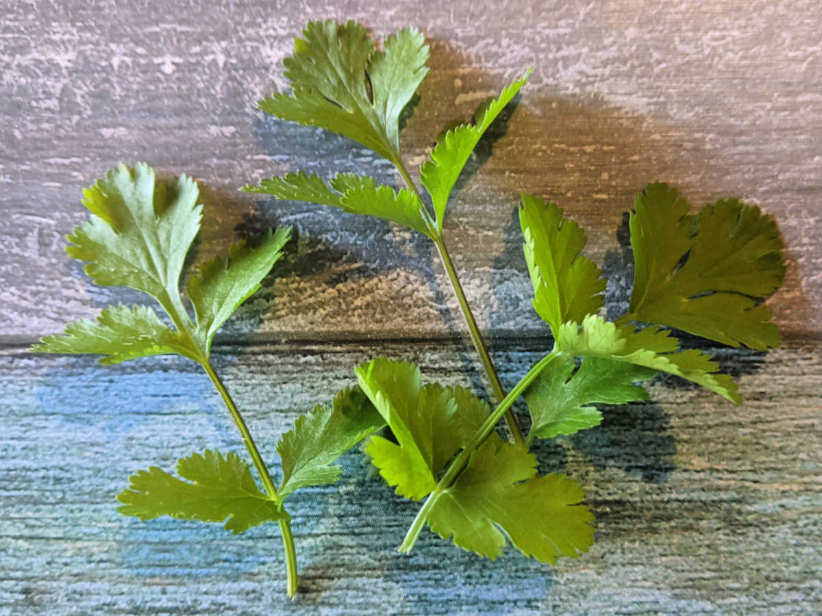 fresh cilantro