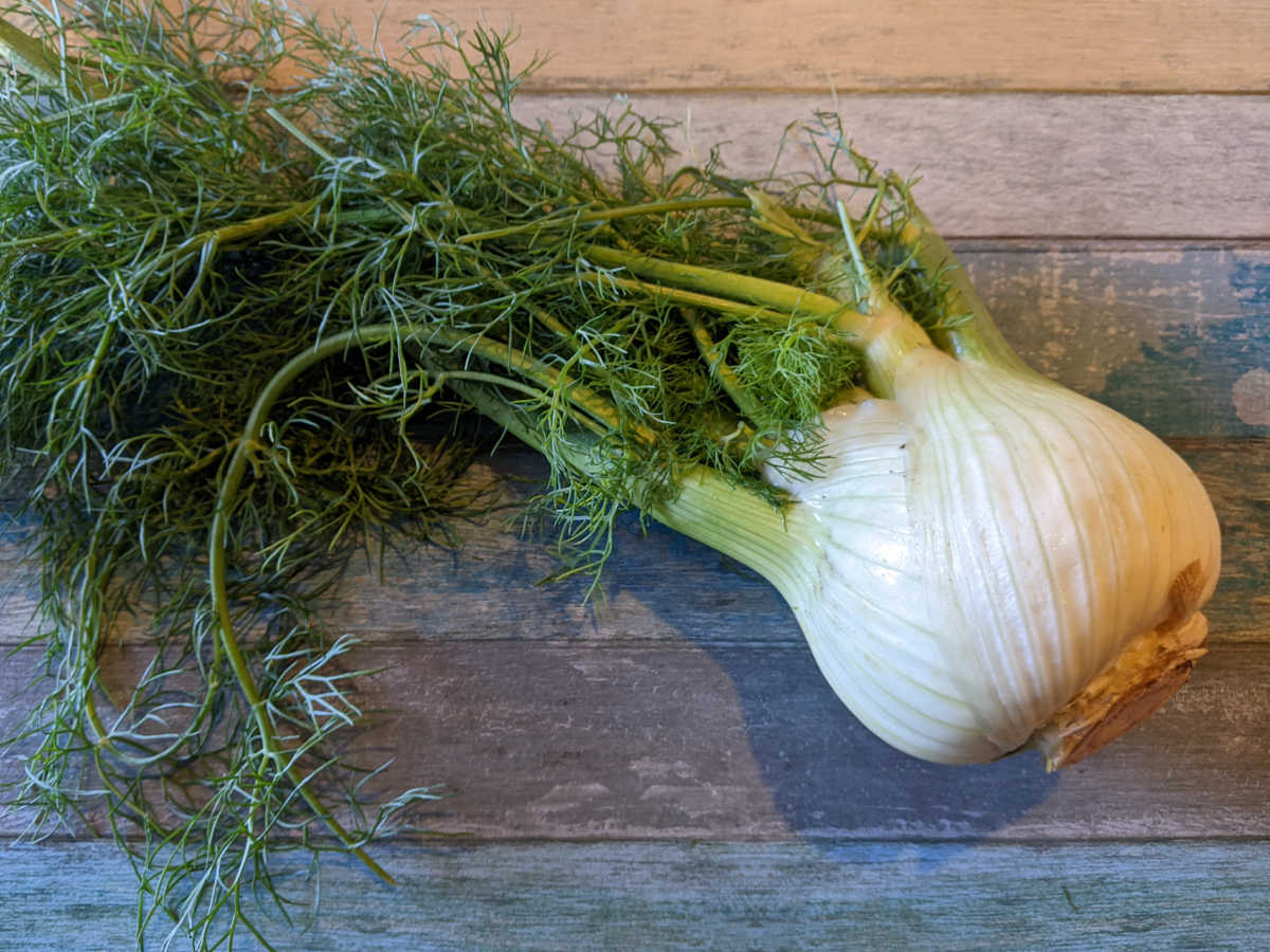 fresh fennel bulb