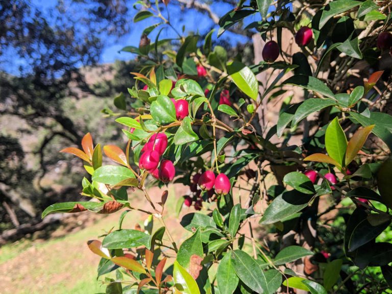 Lilly Pilly Berry Jam Recipe - Mama Likes To Cook