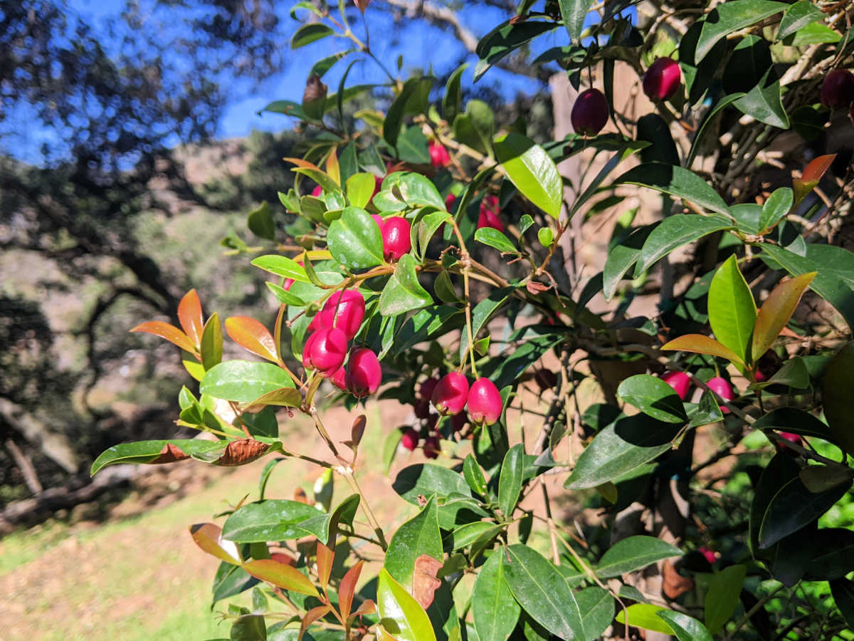 lilly pilly berries on tree