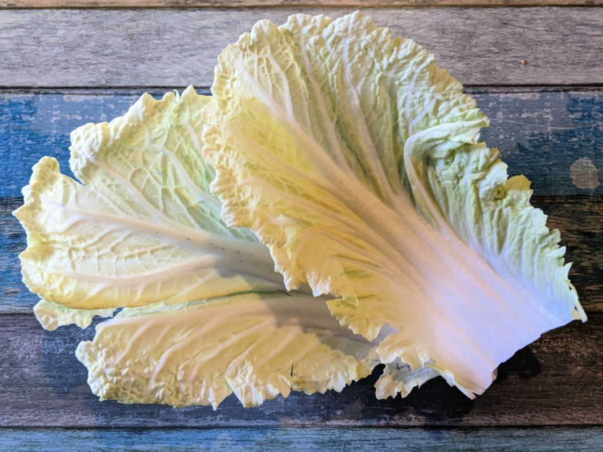 napa cabbage leaves