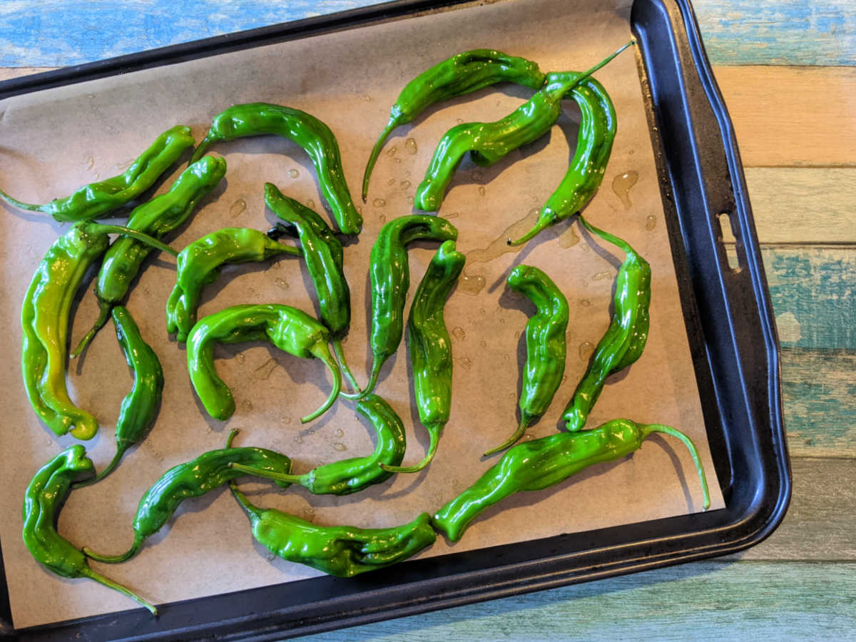 shishito peppers on parchment lined baking sheet