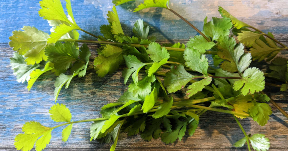 bunch of cilantro