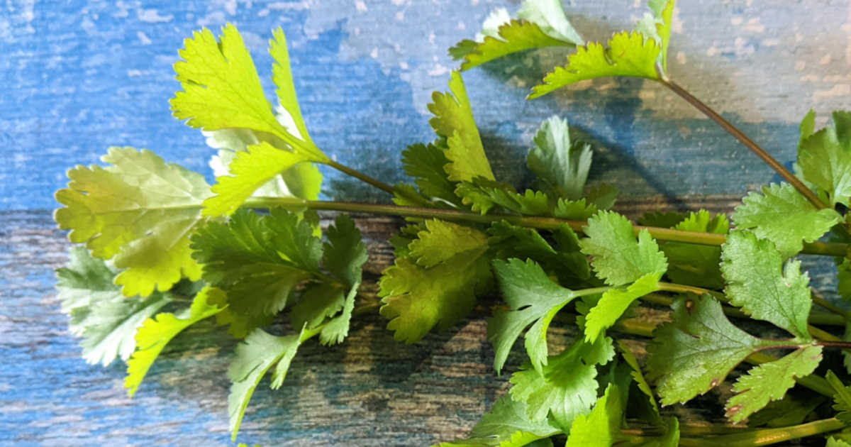 fresh cilantro