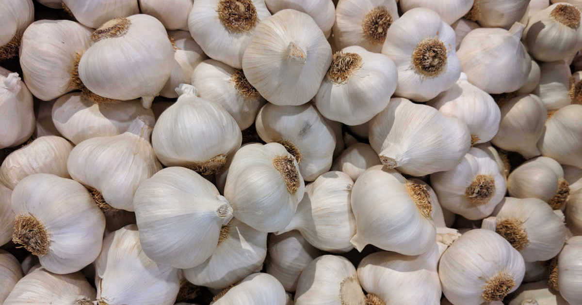 fresh garlic bulbs