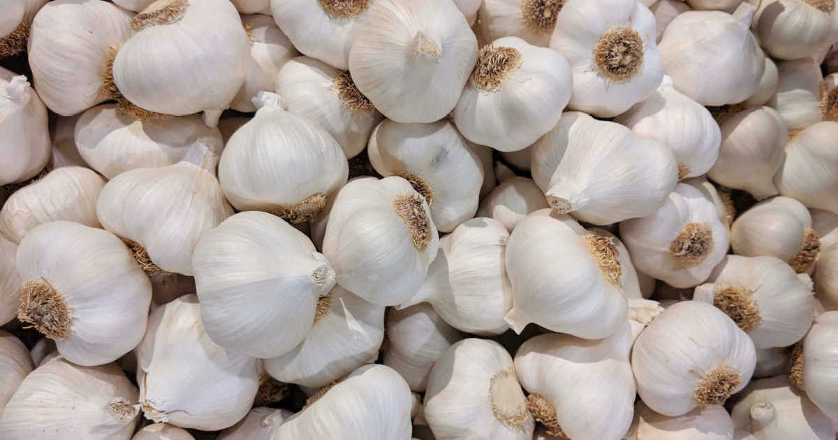 lots of garlic bulbs
