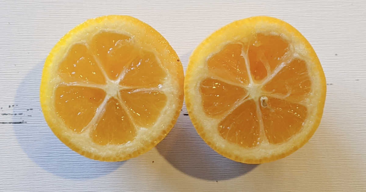 cut meiwa kumquat