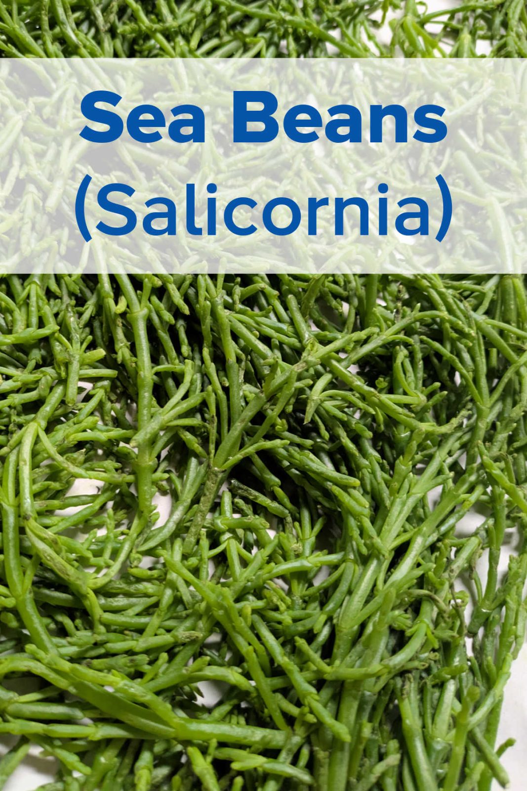 New to sea beans? Discover this crunchy, salty, and fun vegetable that reminds me of seaweed. It is a fresh, crunchy, and naturally salty addition to your culinary adventures.