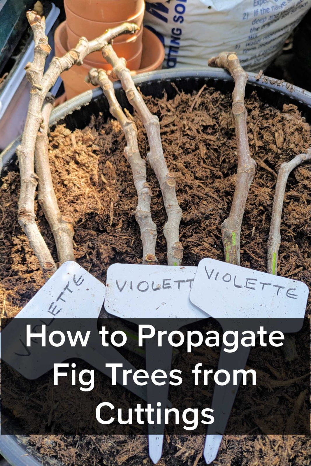Learn how to easily propagate fig trees from cuttings (scions). Discover the best rooting methods, potting tips, and climate advice for high success rates.