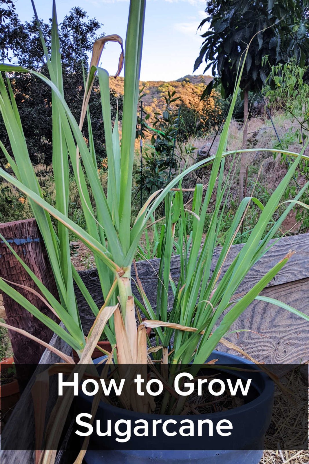 Learn how to easily grow sugarcane in Southern California (Zone 10b). Follow tips for planting cuttings, container growing, and harvesting.
