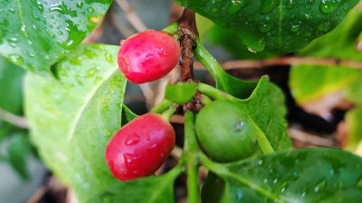arabica coffee plant with coffee cherries