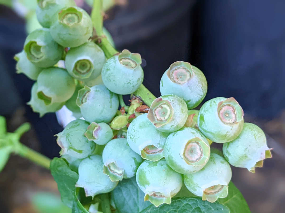 blueberry permaculture fruit
