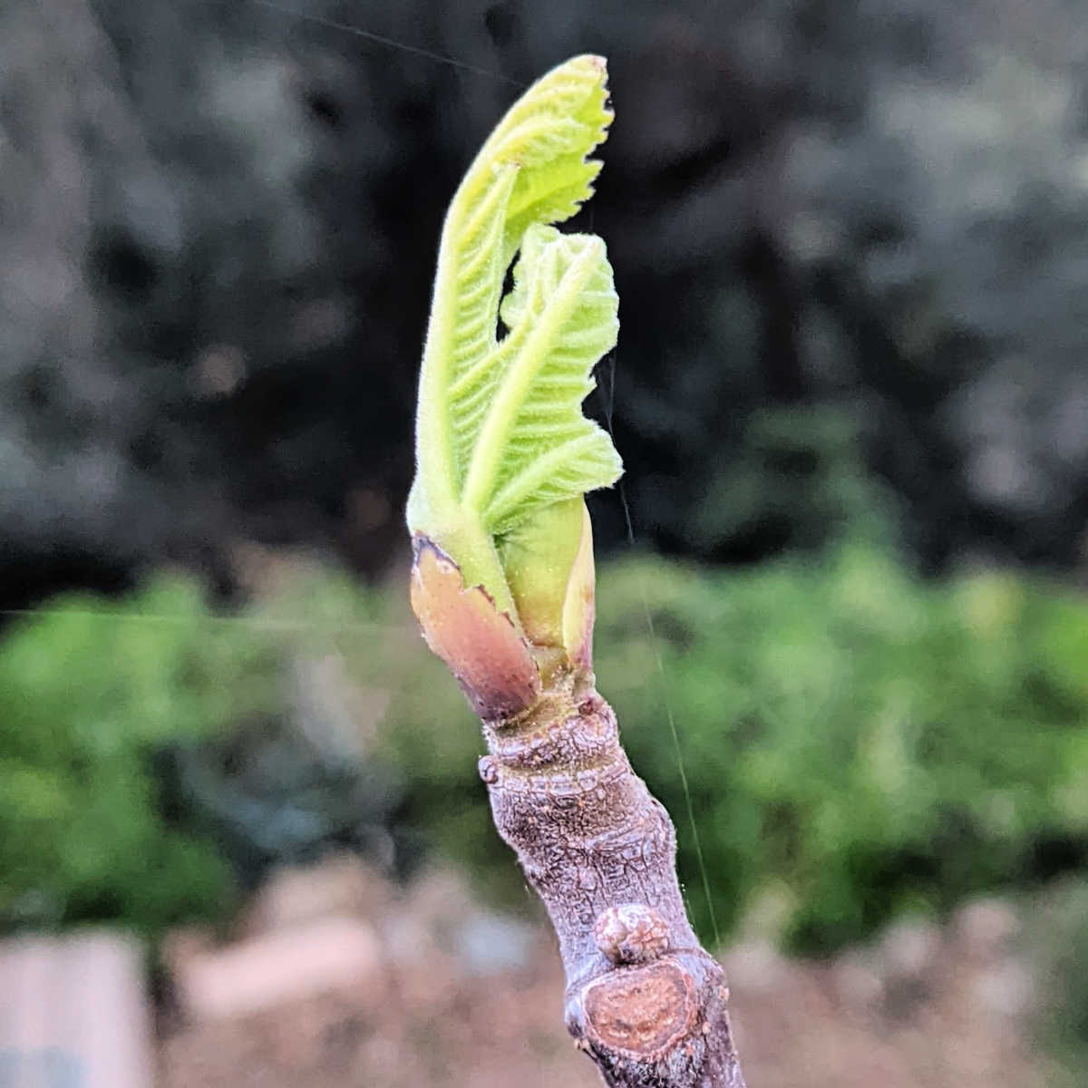buds on new fig tree