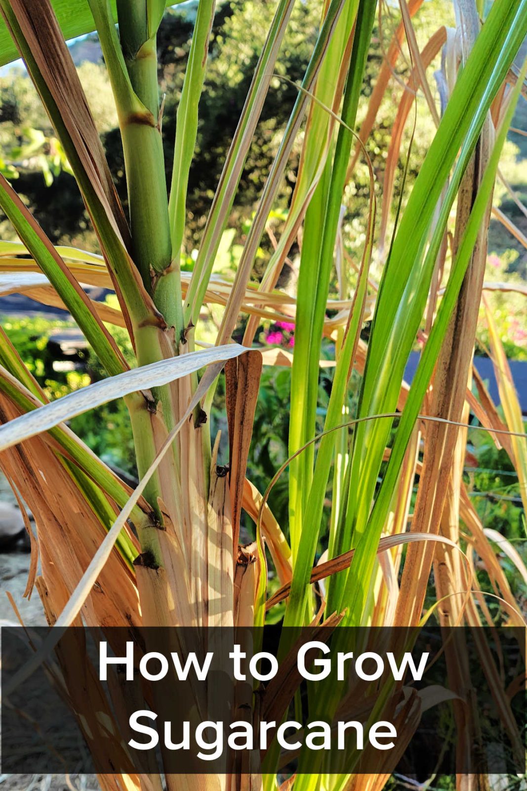 Learn how to easily grow sugarcane in Southern California (Zone 10b). Follow tips for planting cuttings, container growing, and harvesting.