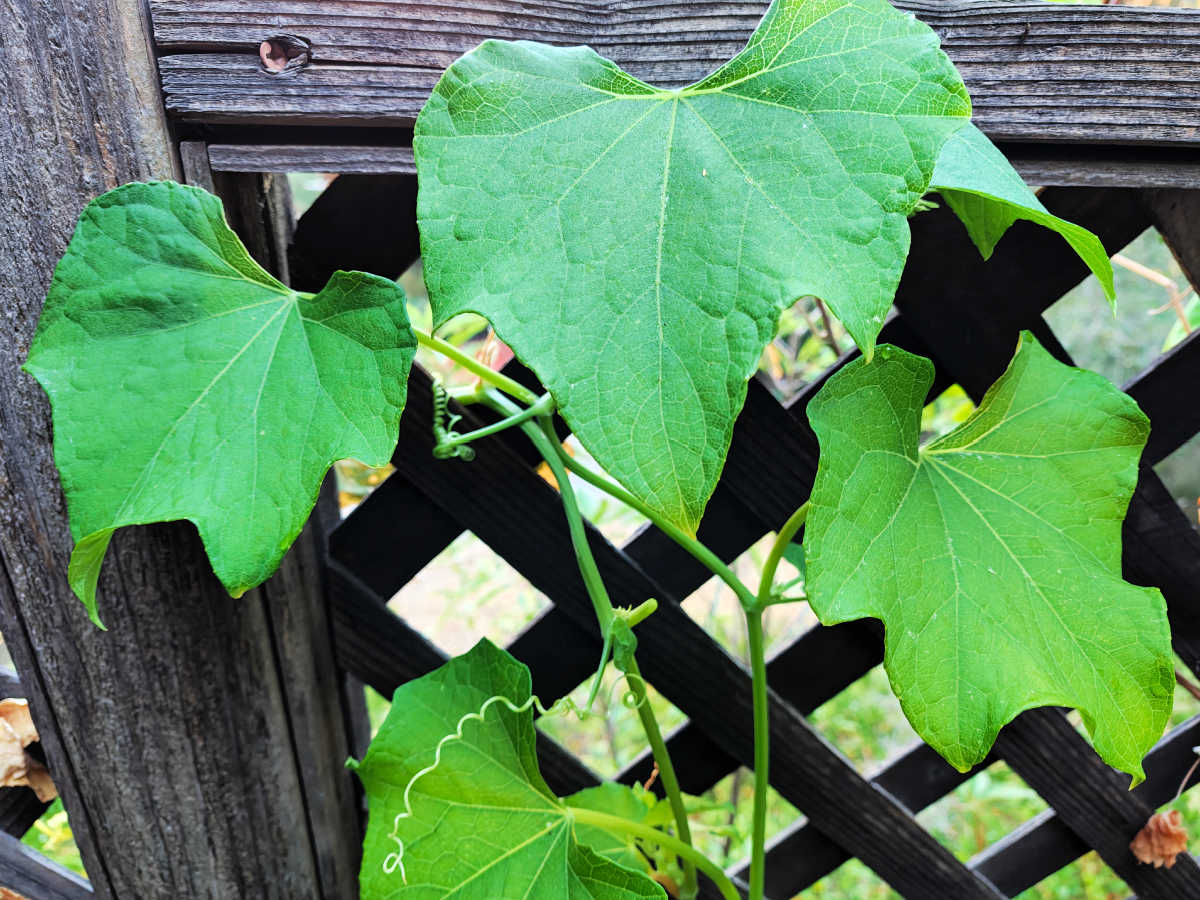 chayote vine on fence