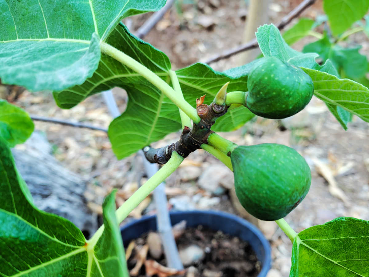 figs on young fig tree