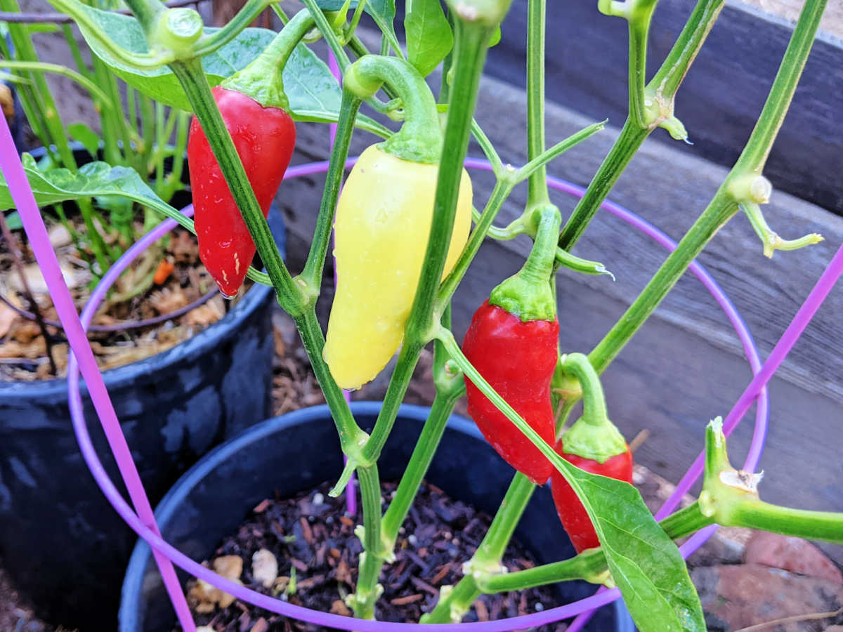 floral gem pepper southern california garden