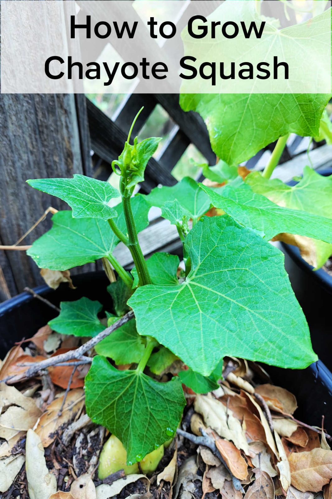 Discover how to grow chayote squash from a whole grocery store fruit. Perfect for Zone 10b, this prolific perennial vine loves summer heat and vertical climbing spaces.