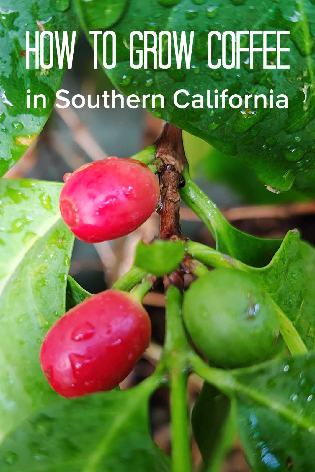 Did you know you can grow coffee in Southern California? Learn how to care for beautiful, shade-loving Arabica coffee plants and harvest sweet coffee cherries for snacking.