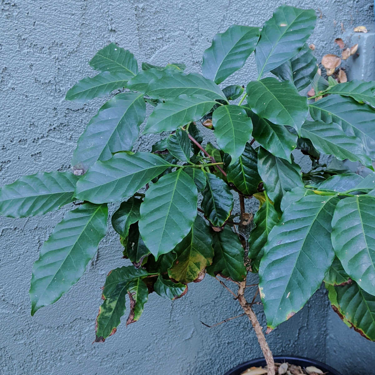 grow coffee in zone 10b