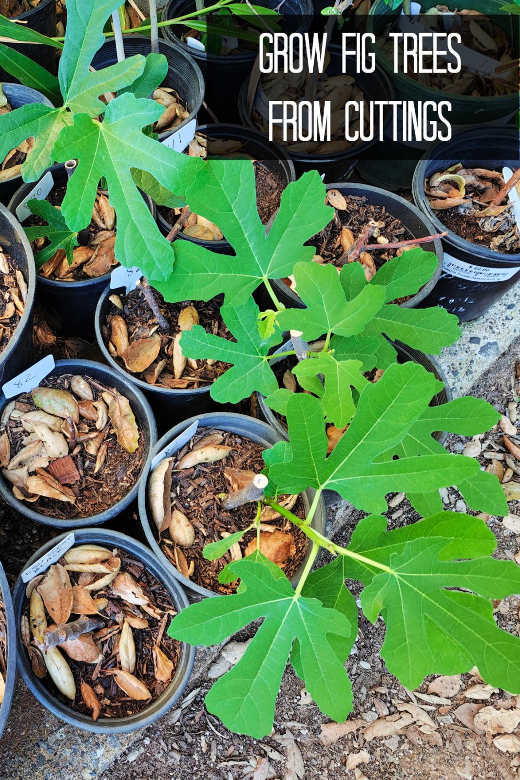 Learn how to easily propagate fig trees from cuttings (scions). Discover the best rooting methods, potting tips, and climate advice for high success rates.