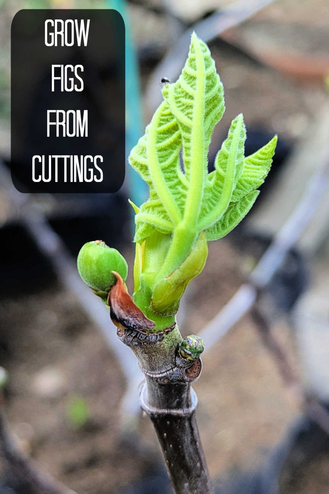 Learn how to easily propagate fig trees from cuttings (scions). Discover the best rooting methods, potting tips, and climate advice for high success rates.
