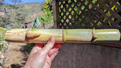 grow sugarcane from cuttings in southern california
