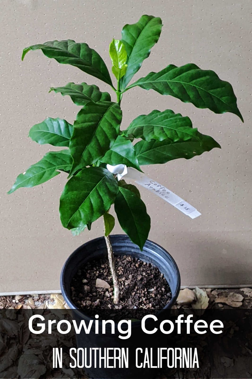 Did you know you can grow coffee in Southern California? Learn how to care for beautiful, shade-loving Arabica coffee plants and harvest sweet coffee cherries for snacking.