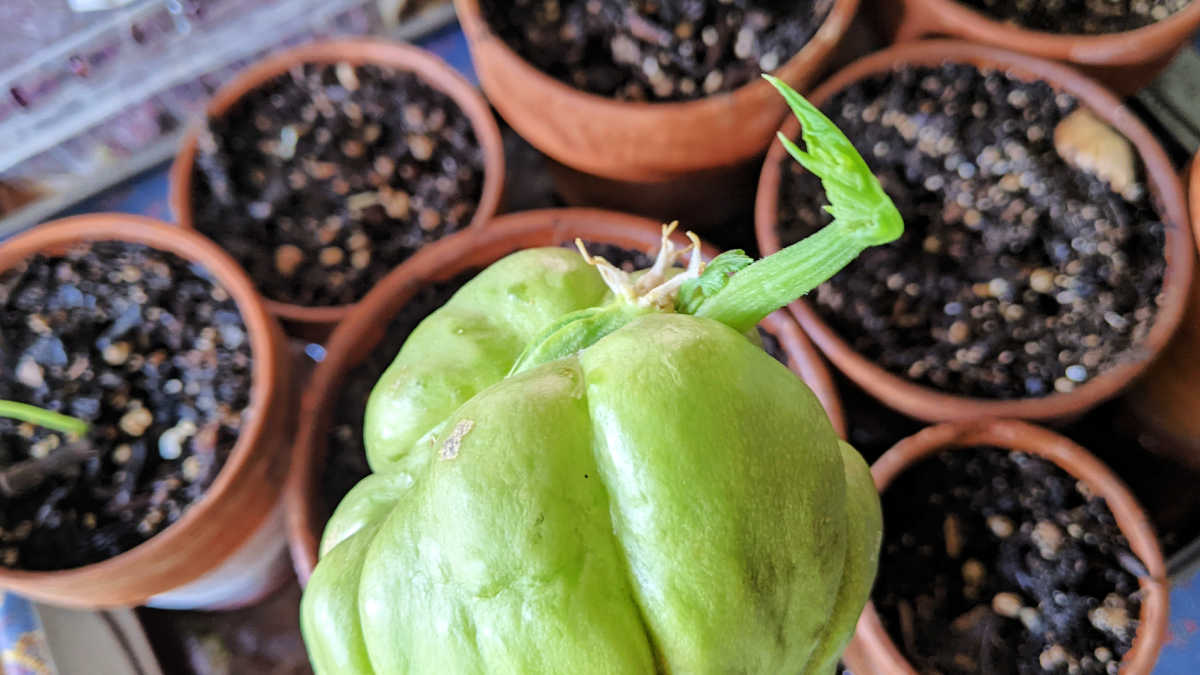 how to grow chayote california 10b