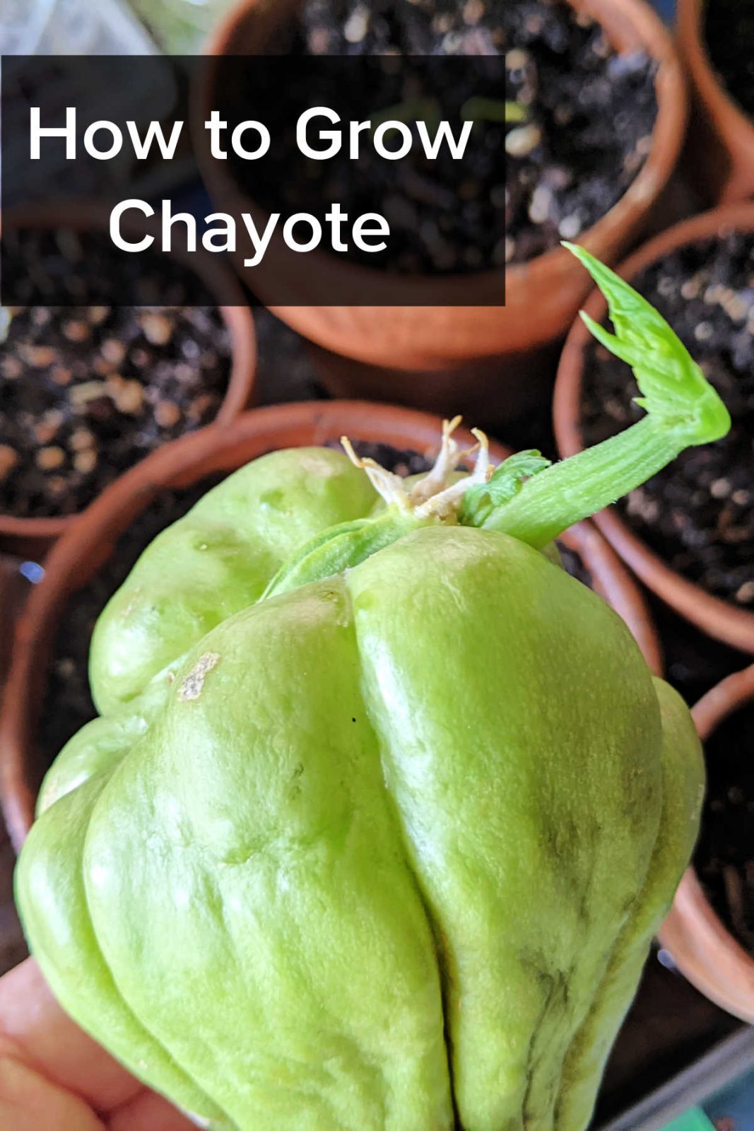 Discover how to grow chayote squash from a whole grocery store fruit. Perfect for Zone 10b, this prolific perennial vine loves summer heat and vertical climbing spaces.