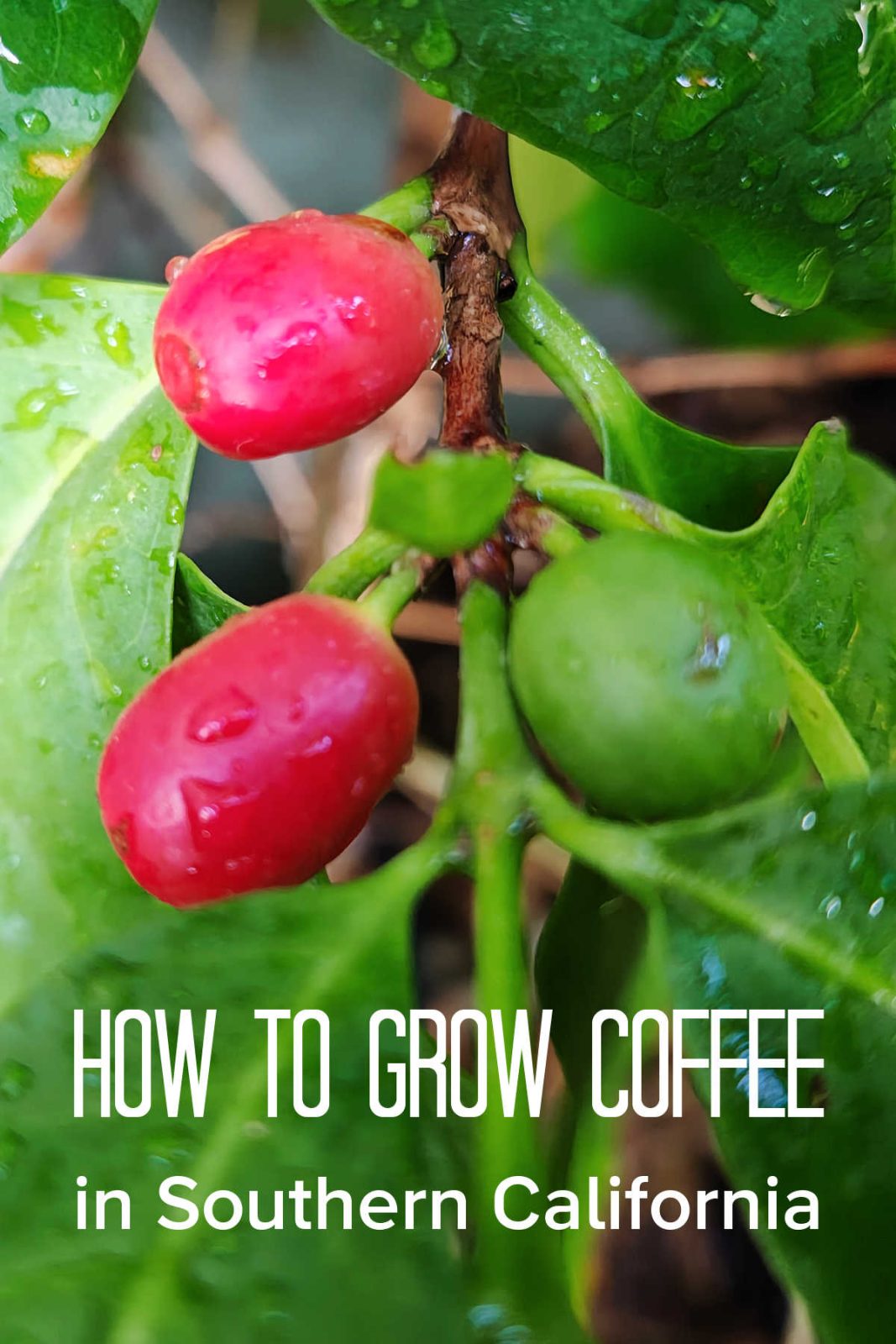 Did you know you can grow coffee in Southern California? Learn how to care for beautiful, shade-loving Arabica coffee plants and harvest sweet coffee cherries for snacking.