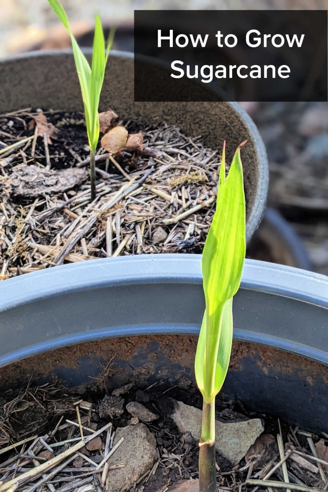 Learn how to easily grow sugarcane in Southern California (Zone 10b). Follow tips for planting cuttings, container growing, and harvesting.
