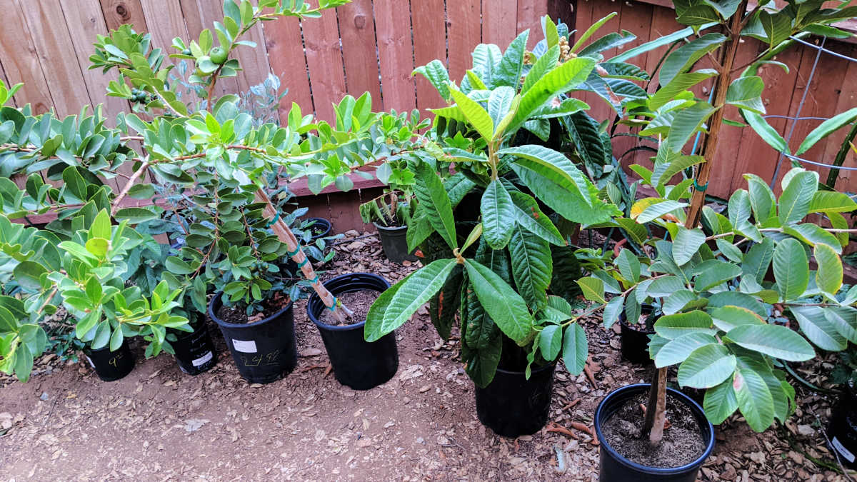 little fruit trees in pots