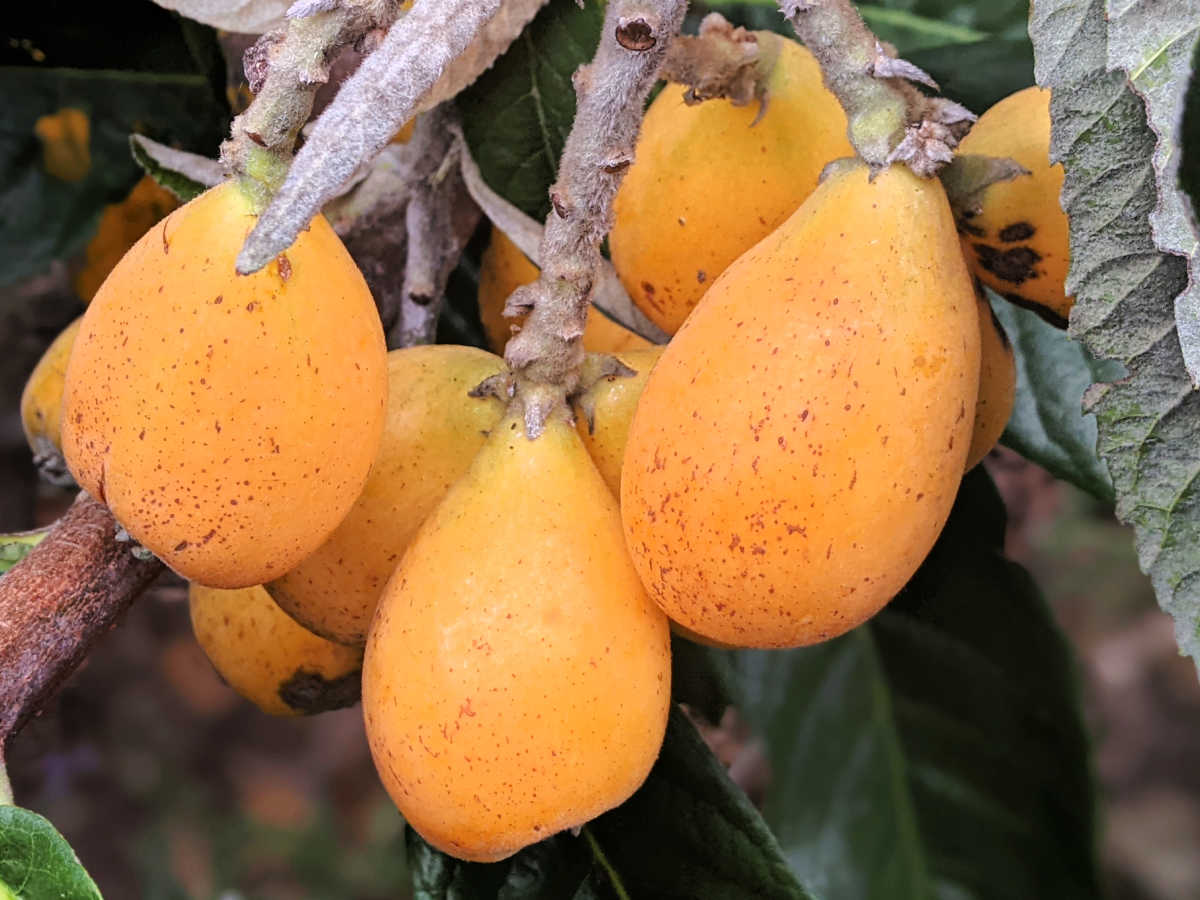 loquats zone 10b food forest