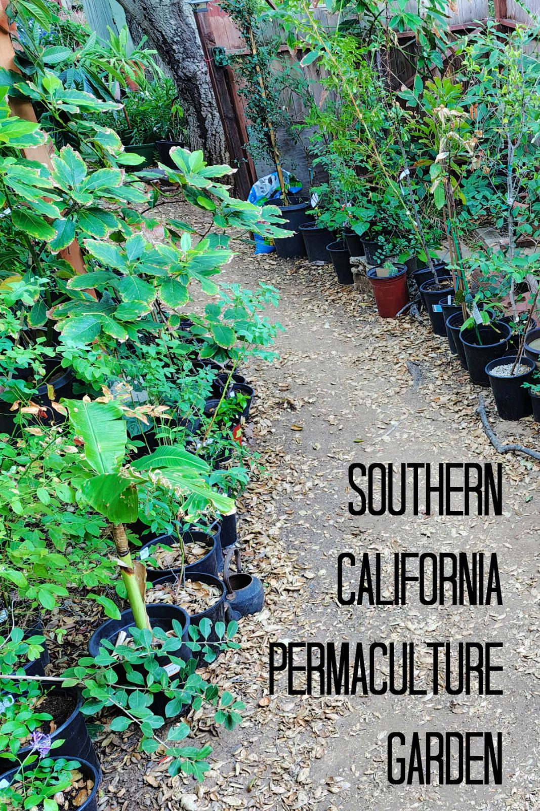 Welcome to my Southern California permaculture garden! Learn how I grow unique fruits, vegetables, and herbs year-round for fresh, seasonal recipes.